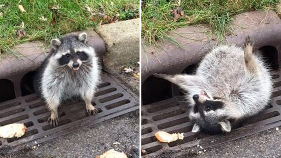 110317-fat-raccoon-1280x720.jpg
