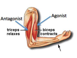 Agonist-Antagonist-Muscles_Nov-2014-300x228.jpg