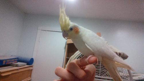 birb.jpg