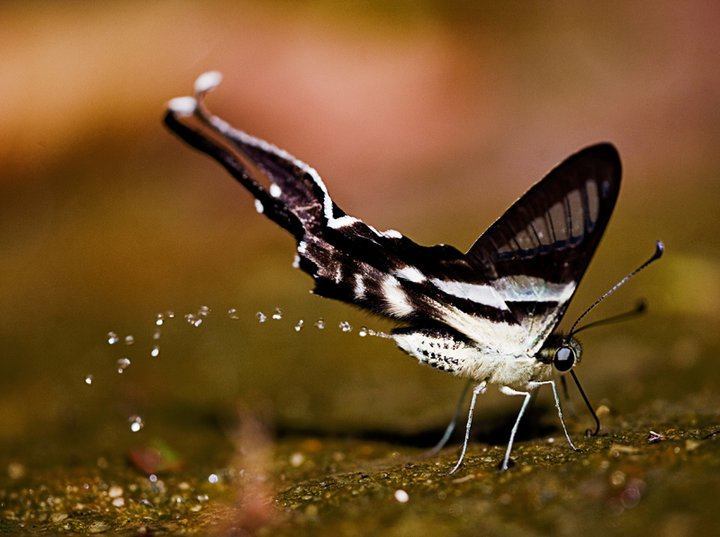 butterfly_pee_by_cintapuccino-d51mdou.jpg