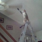 funny-cat-has-great-ideas-reaching-ceiling-fan-ladder-pics-150x150.jpg
