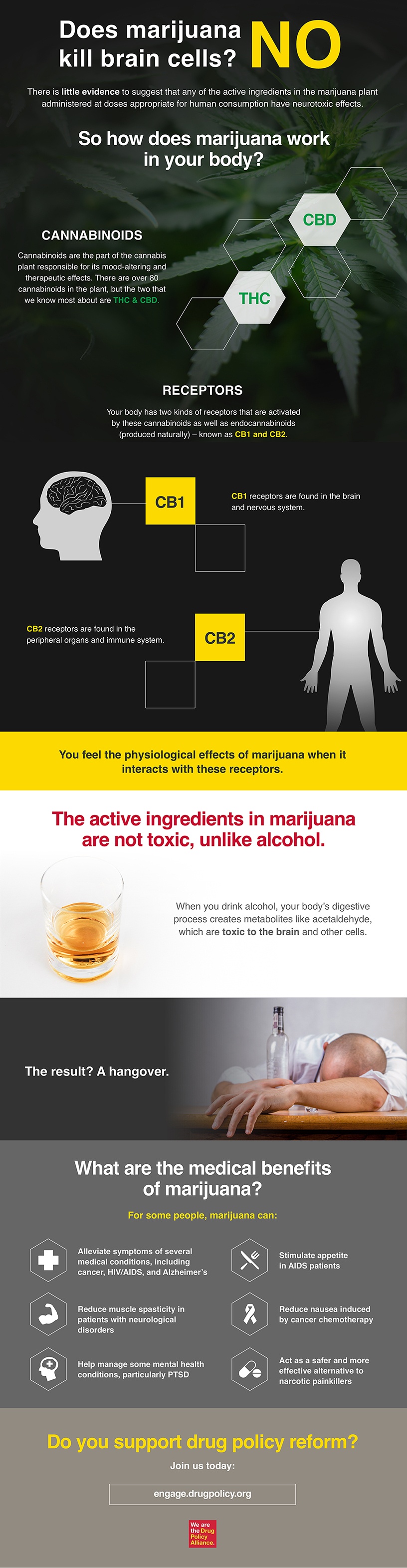 Infographic_Does_Marijuana_Kill_Brain_Cells.jpg