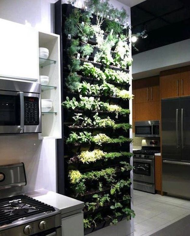 kitchen-herbs-kitchen-herb-gardens.jpg