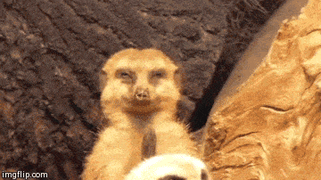 monday-meerkat-lol-funny-1091085.gif