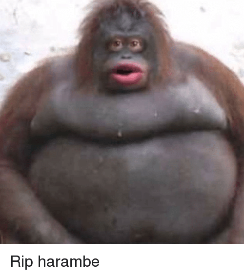 rip-harambe-2637477.png