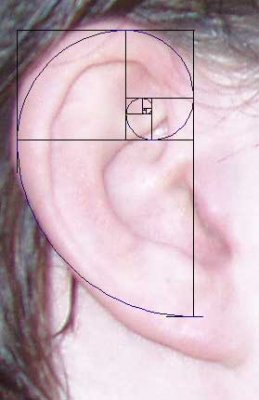 The Golden Ratio – Fingerprint Of “God” – 19 August 2012 ___.jpg