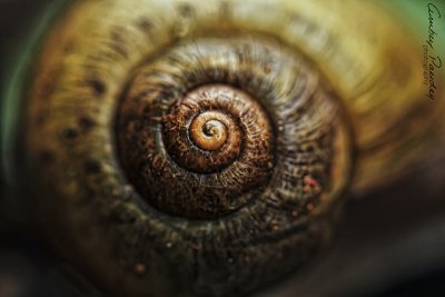 Fibonacci Nature Fibonacci series in nature _.jpg