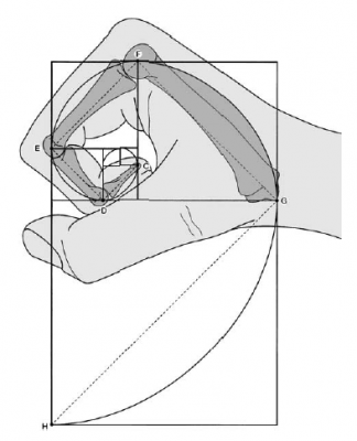Human Hand and Foot - Phi 1_618_ The Golden Number.png