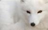 ArcticFox