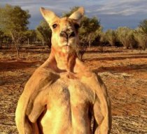 KangarooBrandon