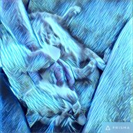 Phoenixcats
