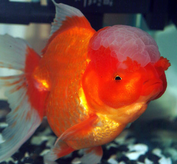 TheGoldFishSire