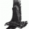 CbK o BlackHawk