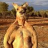 KangarooBrandon