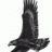 CbK o BlackHawk